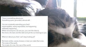 The Cat