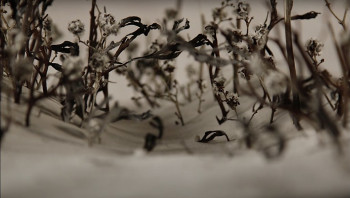 The wind