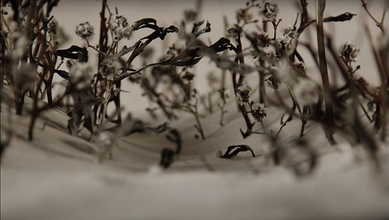 The wind