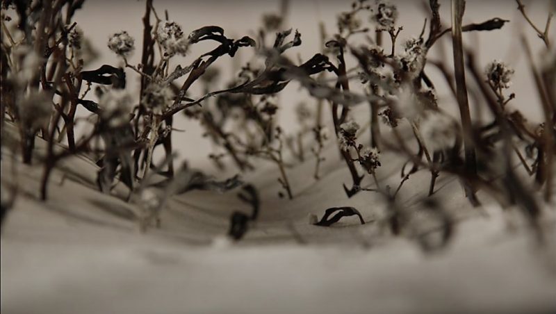 The wind